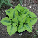Egrow 100Pcs Hosta Plants Seeds Garden Perennial Green Plants Plantain Lily Flower Seeds Mixed Color