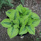Egrow 100Pcs Hosta Plants Seeds Garden Perennial Green Plants Plantain Lily Flower Seeds Mixed Color