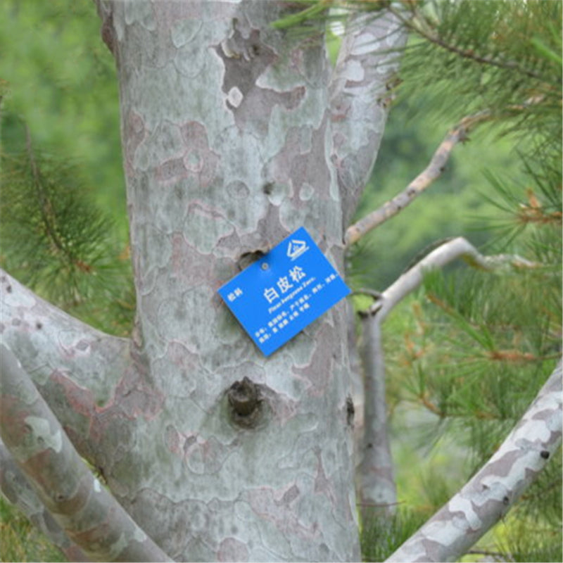 Egrow 30 Pcs/Pack Pinus Bungeana Tree Seeds Pinus Bungeana Tree Semente Plant White Pine