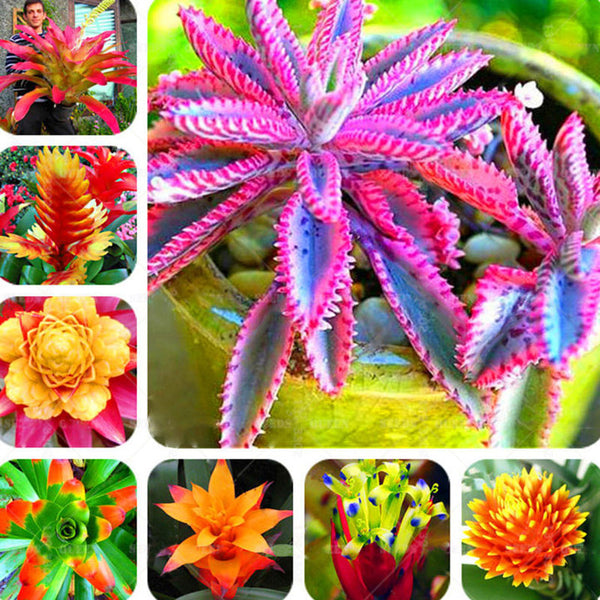 Egrow 200 Pcs/Pack Bromeliad Cactus Seeds Bromeliad Cactus Rare Colorful Flower Courtyard Succulent Flower For Home Garden Supplies