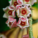 Egrow 20Pcs/Pack Hoya Seeds Potted Seed Hoya Carnosa Flower Seed Garden Plants