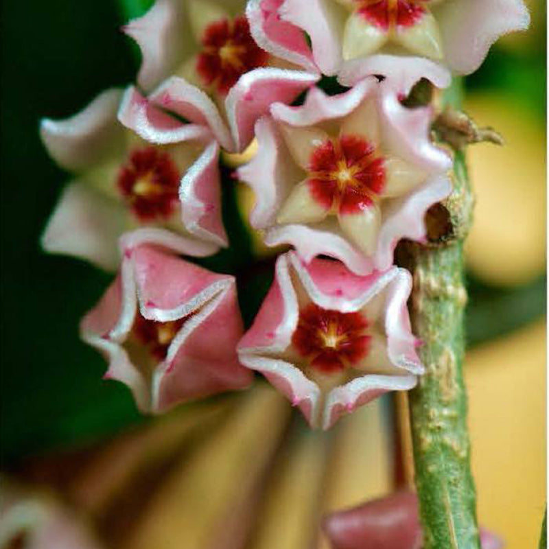 Egrow 20Pcs/Pack Hoya Seeds Potted Seed Hoya Carnosa Flower Seed Garden Plants