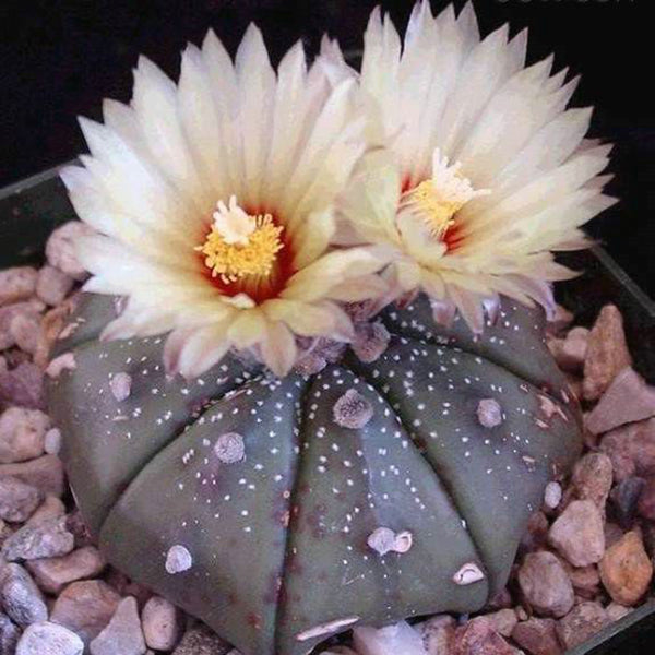 Egrow 10Pcs/Pack Eriosyce Senilis Cactus Seeds Garden Bonsai Succulent Flower Seeds