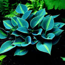 Egrow 150Pcs/Pack Hosta Flower Seeds Garden Perennials Ornamental Lily Shade Hosta Plants Seeds