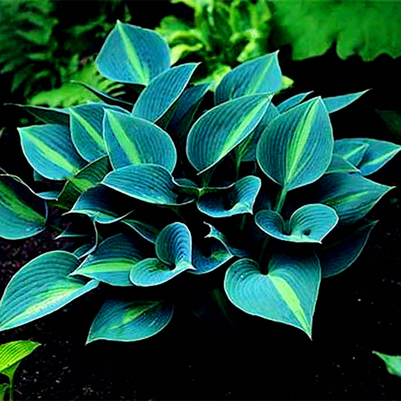 Egrow 150Pcs/Pack Hosta Flower Seeds Garden Perennials Ornamental Lily Shade Hosta Plants Seeds