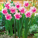 Egrow 100 pcs Daffodil Flower Seeds Aquatic Narcissus Plants Double Petals Indoor Bonsai Plant Seeds