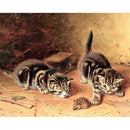 5D Diy Diamond Painting Cute Cat Diamond Embroidery Animal Digital Stickers