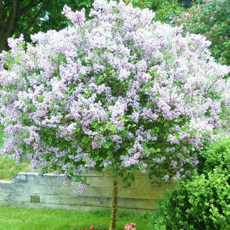 Egrow 50PCS/Pack White Japanese Lilac Seeds White Japanese Lilac Bonsai Extremely Fragrant Clove Flower Bonsai For Home & Garden