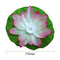 5-Color Led Colorful Lotus Lamp Creek Wishing Lamp Lotus Floating Flower-Sh