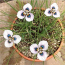 Egrow 40Pcs/Bag Blue Eyes Moraea Seeds Moraea Iridioides Flower Seeds Exotic Garden Bonsai Plants