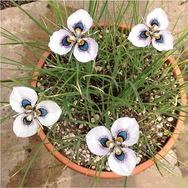 Egrow 40Pcs/Bag Blue Eyes Moraea Seeds Moraea Iridioides Flower Seeds Exotic Garden Bonsai Plants