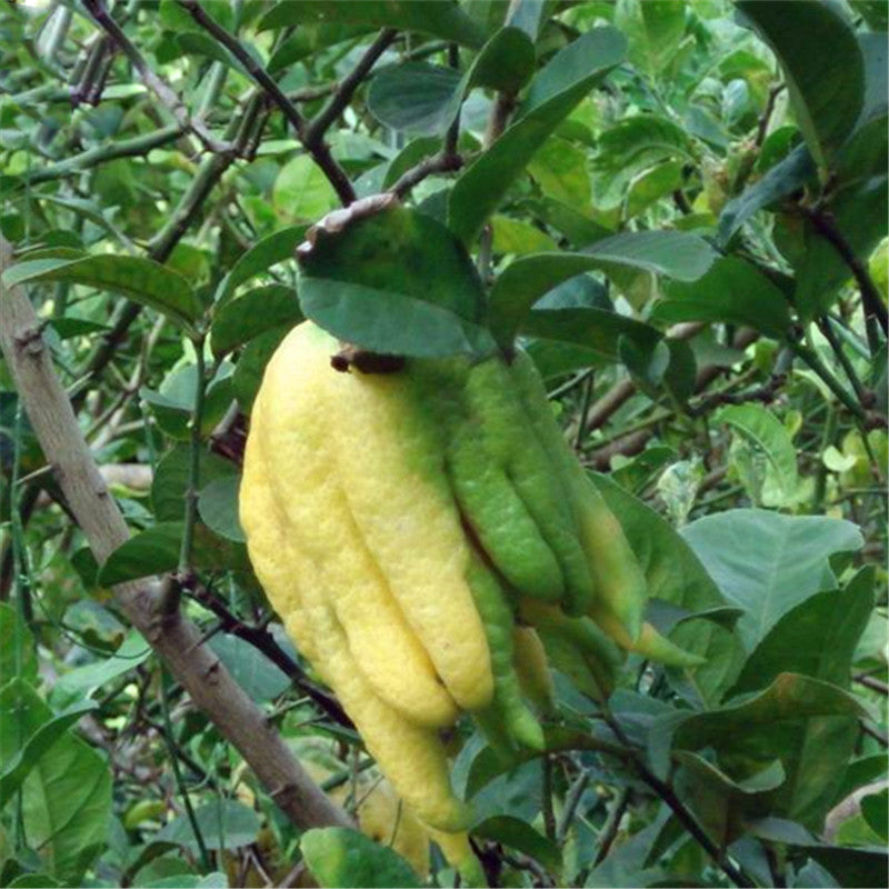 Egrow 30 Pcs/Pack Citrus Medica Seeds Citrus Medica Sarcodactylis Tree Citron Bergamot Tree