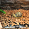 Reptile Pet Heating Pad Film With Temperature Control Switch Waterproof Anti-electric Shock Spider Tortoise Lizard Dog Cat Rabbit Winter Warmer Heater