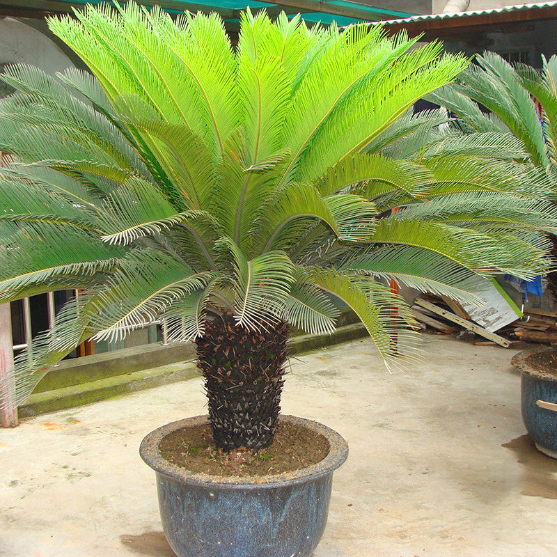 Egrow 1PC/Pack Cycas Seeds Cycas Plant Bonsai Potted Flower Flores For DIY Home Garden Household
