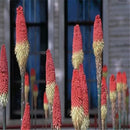 Egrow 50Pcs/Pack Torch Lily Seeds Bonsai Torch Lily Plant Perennial Potted Family Garden Beautiful Decorative Flowe