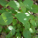 Egrow 150 Pcs/Pack Perilla Seeds Vegetables Seeds Wild Vegetable Green Leaf Basil For Home Garden Plant