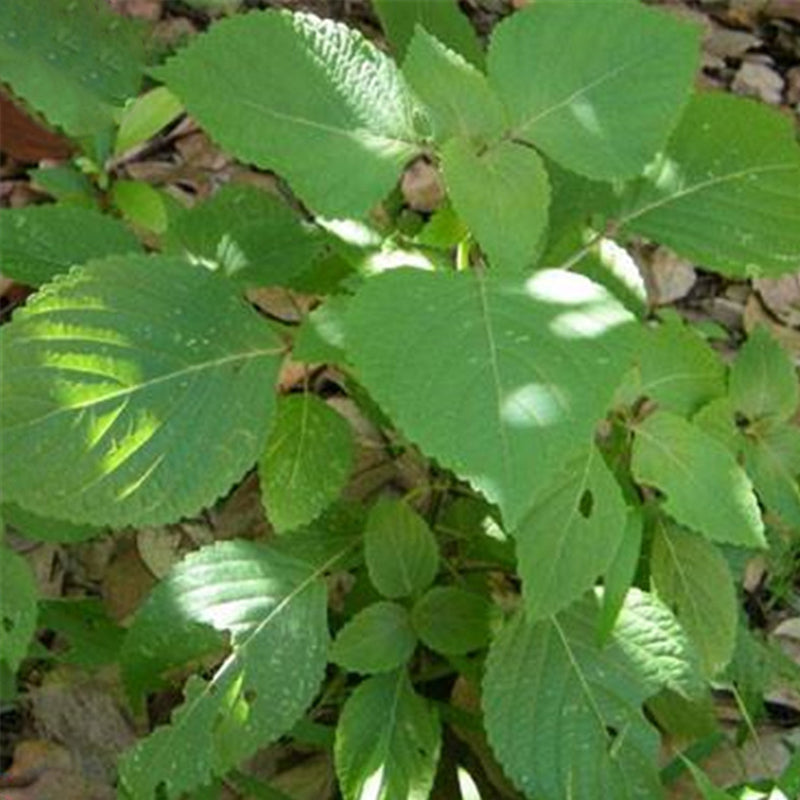 Egrow 150 Pcs/Pack Perilla Seeds Vegetables Seeds Wild Vegetable Green Leaf Basil For Home Garden Plant