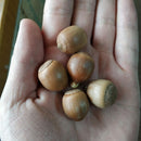 Egrow 2 Pcs/Pack American Red Oak Seeds Beautiful Tree DIY Home Garden Plants Bonsai Tree Easy To Grow