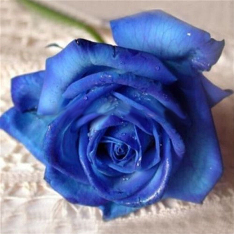 Egrow 100 Pcs Midnight Supreme Rose Seeds Potted Flower Seed Purple Rose Seeds for Home Planting
