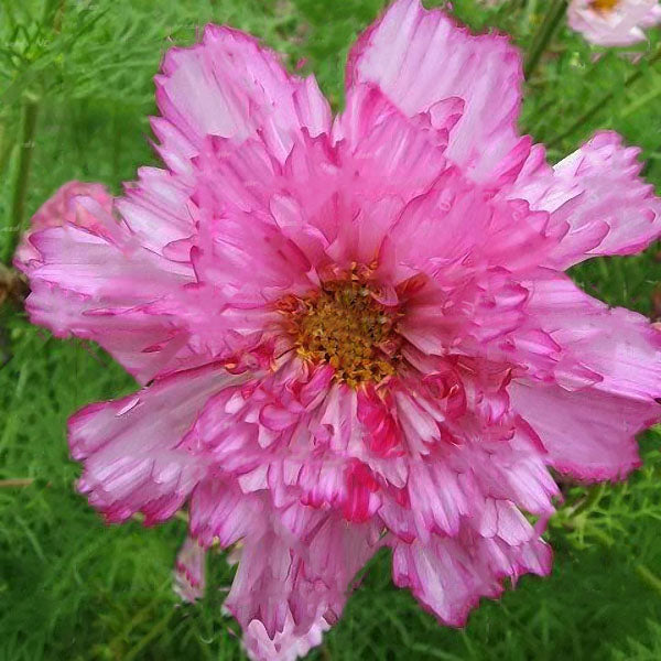 Egrow 100Pcs/Pack Chrysanthemum Seeds Double Cosmos Perennial Flower Seeds Bonsai Plants