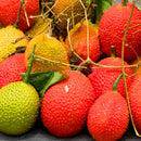 Egrow 10 Pcs/Pack Bitter Melon Seeds Fruit Bonsai Momordica Cochinchinensis Bonsai Spreng Cochinchin Gourd Non-GMO Fruit Plant