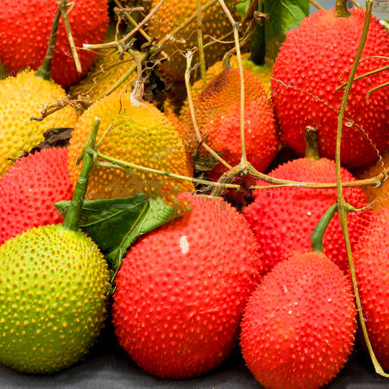 Egrow 10 Pcs/Pack Bitter Melon Seeds Fruit Bonsai Momordica Cochinchinensis Bonsai Spreng Cochinchin Gourd Non-GMO Fruit Plant