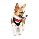 Pet Dog Cotton Personalized Collar Summer Winter Pet Bids Puppy Watermelon Collar