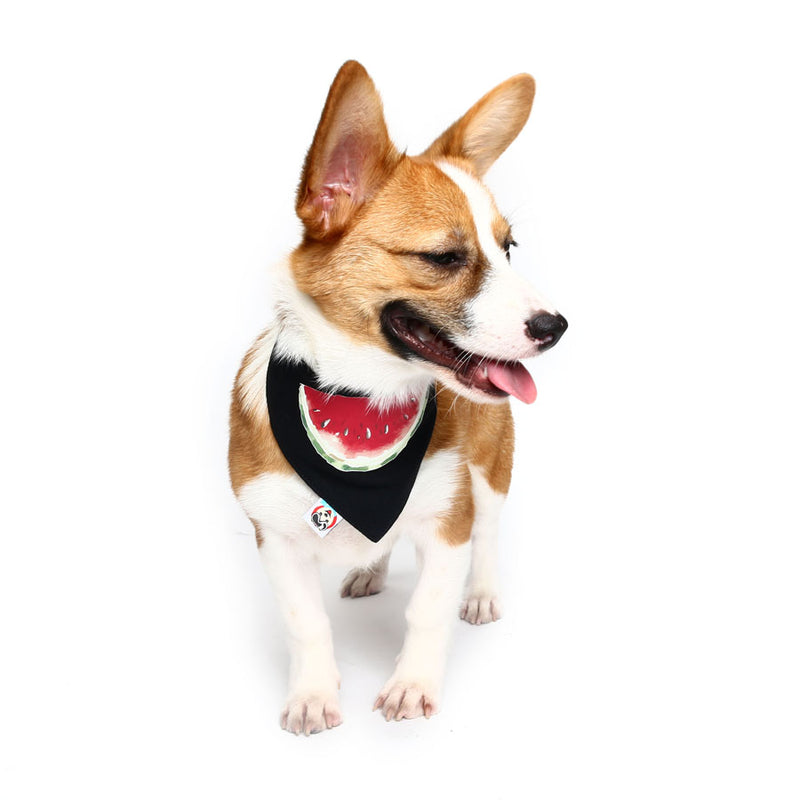 Pet Dog Cotton Personalized Collar Summer Winter Pet Bids Puppy Watermelon Collar