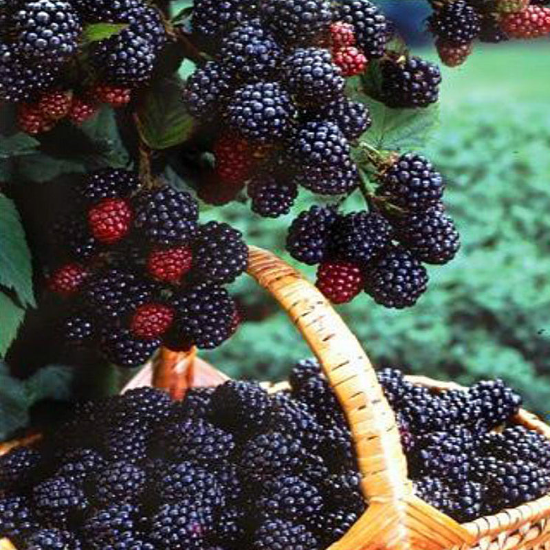 100Pcs Black Mulberry Seeds Morus Nigra Tree Garden Bush Seeds DIY Home Garden Bonsai