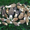 Egrow 100Pcs/Bag Morel Mushroom Strains Seeds Garden Planting Edible Eryngii Vegetable Seeds