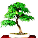 Egrow 50PCS/Pack Maple Seeds Canada Mini Red Maple Bonsai Garden DIY Bonsai Maple Tree Plant