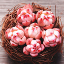 Egrow 100Pcs/Pack Echeveria Succulents Lithops Seeds Home Garden Bonsai Flower Seeds Planting