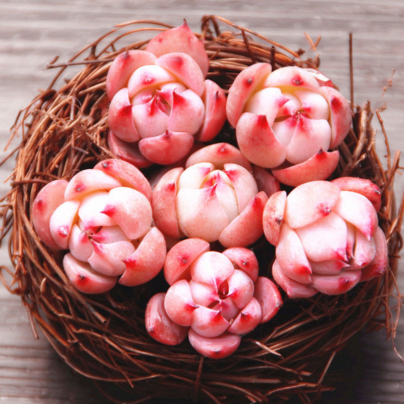 Egrow 100Pcs/Pack Echeveria Succulents Lithops Seeds Home Garden Bonsai Flower Seeds Planting
