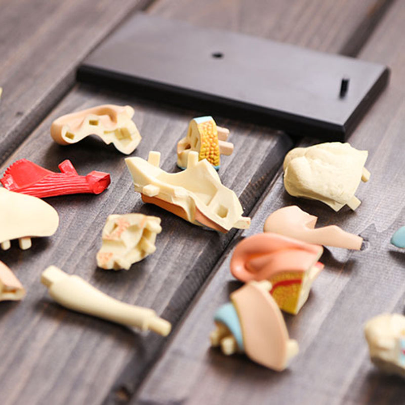 4D Vision Human Ear Anatomy Model Anatomical Medical Learn Study Equipment