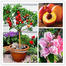 Egrow 10 Pcs/Pack Sweet Peach Seed Gardening Dwawf Peach Tree Bonsai Fruit Peach Seeds Plants