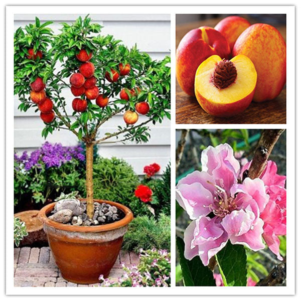 Egrow 10 Pcs/Pack Sweet Peach Seed Gardening Dwawf Peach Tree Bonsai Fruit Peach Seeds Plants