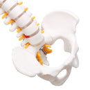 Lifesize Human Vertebral Column Model Spine Anatomy Model Vertebrae Skeleton Nerves Medical Model