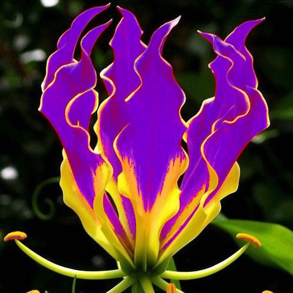 Egrow 50 Pcs/Pack Lily Seeds Garland Flame Lilium Brownii Flower Bonsai Balcony Bonsai Courtyard Plant Flowers Lily Plants