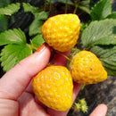 500Pcs Yellow Strawberry Seeds Garden Seeds Fruit Seeds