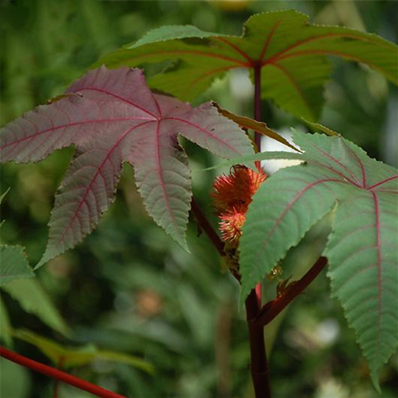 Egrow 100Pcs/Pack Chinese Castor Seeds Ricinus Communis Home Garden Plant