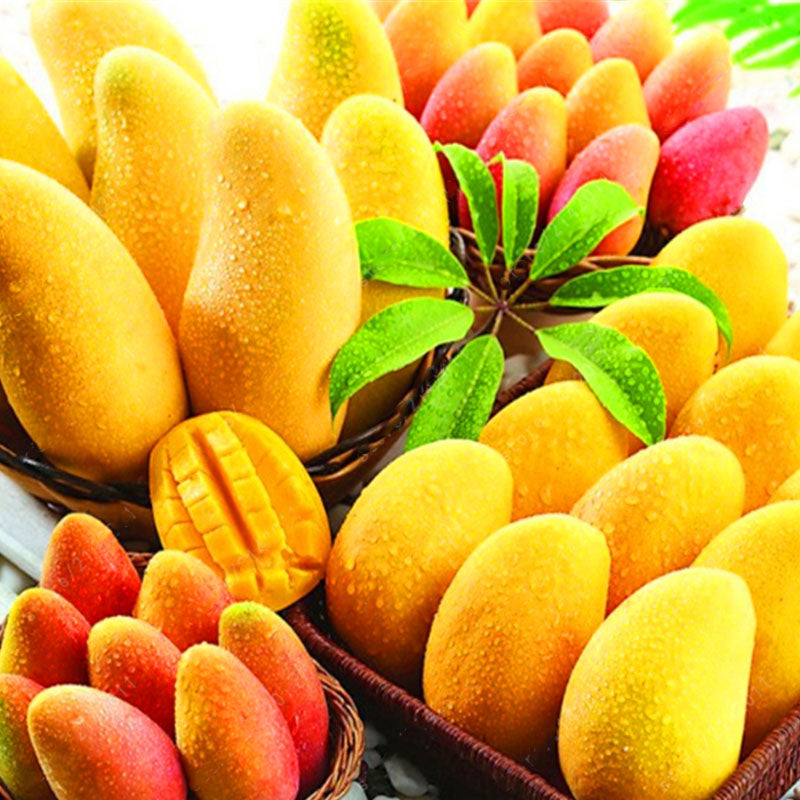 Egrow 1pc Edible Mango Fruit Seeds Garden Courtyard Outdoor Plants Mango Tree Seed
