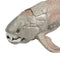 20 cm 7.9" Sea Life Dunkleosteus Dinosaurs Soft PVC Action Figure Toys Model