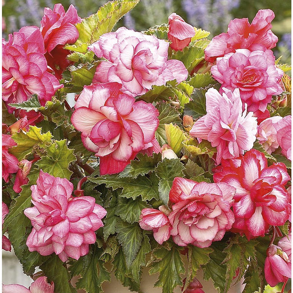 100Pcs Pink Begonia Flower Seeds Magic Garden Bonsai Flower Seeds Home Yard