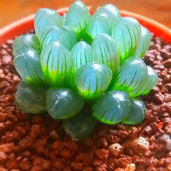 Egrow 100Pcs/Pack Lotus Lithops Succulent Seeds Pseudotruncatella Garden Plants Flower Bonsai Seed