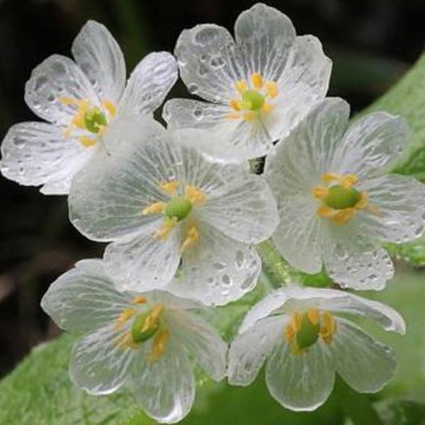 10PCS Japanese Lotus Flower Seeds White Petal Flower with Rain Turns Translucent Bonsai Crystal
