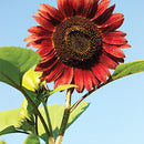 Egrow 20Pcs/Pack Wine Red Sunflower Seeds Garden Decoration Plants Potted Flower Seeds