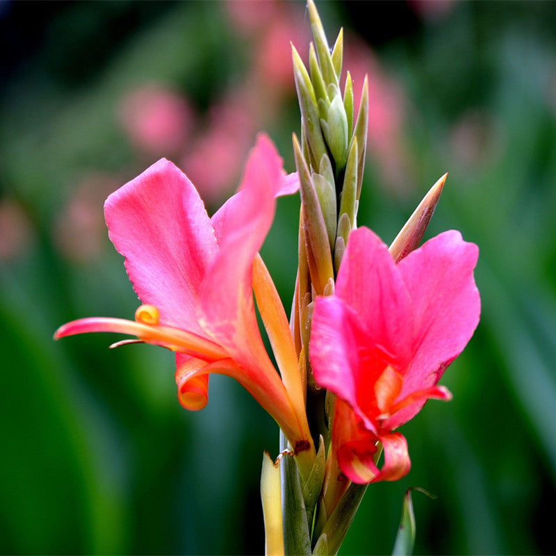 Egrow 10Pcs/Pack Canna Seeds Plants Indoor Outdoor Pot Flower Seed Home Garden Yard Bonsai