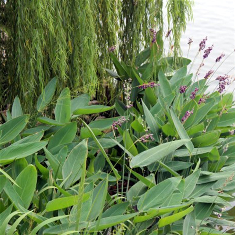 Egrow 50 Pcs/Pack Dealbata Seeds Thalia Dealbata Flower Home Garden Decoration