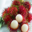 Egrow 5Pcs/Pack Rambutan Seeds Red Fruits Bonsai Plants Home Garden Ornamental Trees
