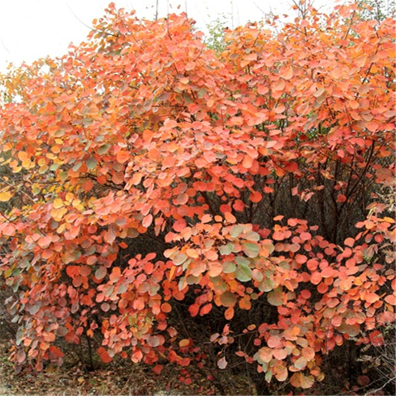 Egrow 30 Pcs/Pack Cotinus Seeds Cotinus Tree Semente Plant Cotinus Coggygria